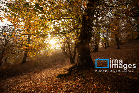 آخرین قدم‌های پاییز