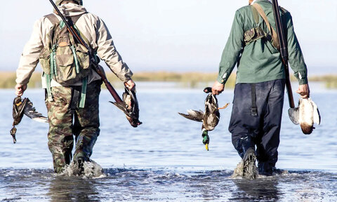 انتقال بازار فروش پرندگان مهاجر از روی زمین به «زیرزمین»