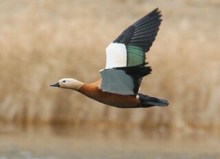 آغاز زمستان با پرواز آنقوت‌ها در آذربایجان غربی