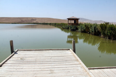 آغاز زمستان با پرواز آنقوت‌ها در آذربایجان غربی