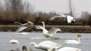 مسرت تالاب سرخرود با فرود قوهای فریادکش