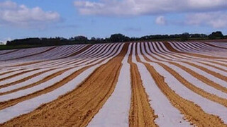 میکروپلاستیک‌ها، تهدیدی جدی برای خاک‌های کشاورزی اصفهان