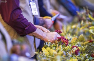 ۲۰ هزار شاخه نرگس نذری، جلوه‌گر عشق علوی در صحن و سرای رضوی