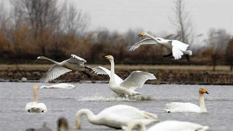 مسرت تالاب سرخرود با فرود قوهای فریادکش