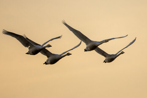 مسرت تالاب سرخرود با فرود قوهای فریادکش