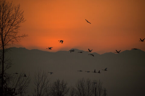 مسرت تالاب سرخرود با فرود قوهای فریادکش