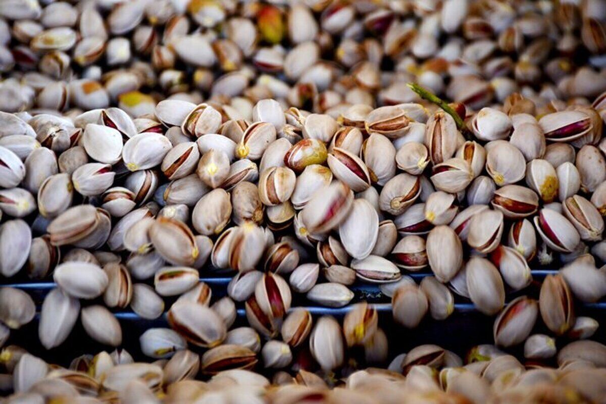 صادرات سالانه ۱۰۰هزار تن پسته از کشور / تایید گواهیهای بهداشتی ایران در اتحادیه اروپا