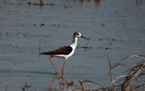 پروژه مشترک ایران با ژاپن و امید به احیای دوباره تالاب پریشان