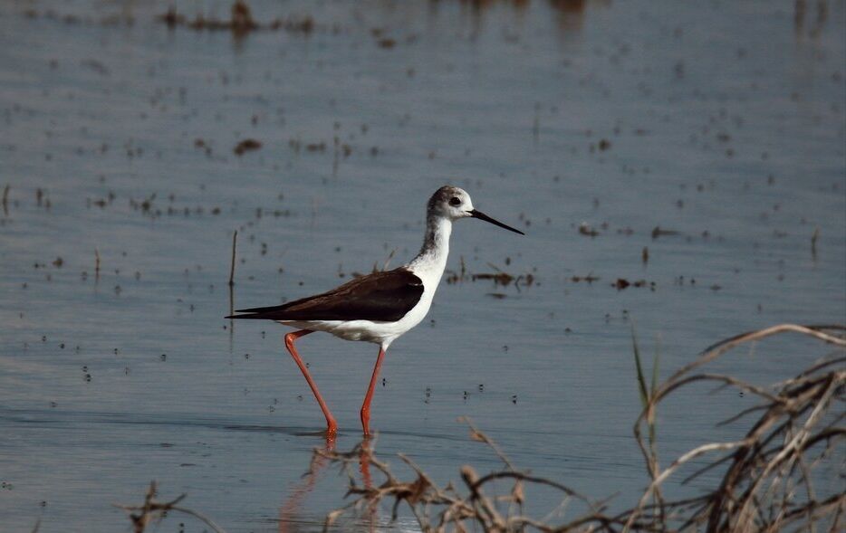 پروژه مشترک ایران با ژاپن و امید به احیای دوباره تالاب پریشان