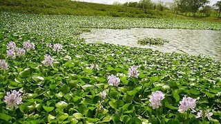 پیشروی شیطان آبی در مازندران
