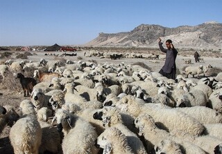 نگاهی به پشت پرده بحران دامداری در سیستان/ گرانی نهاده دام مولد را نابود کرد