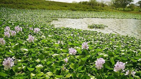 پیشروی شیطان آبی در مازندران