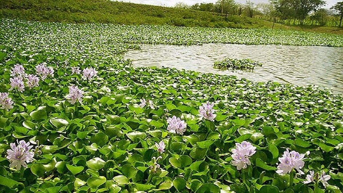 پیشروی شیطان آبی در مازندران