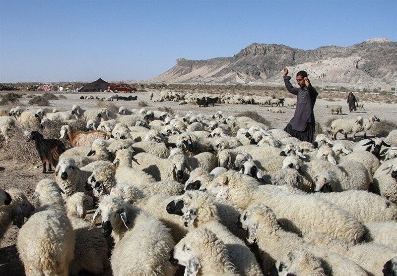 نگاهی به پشت پرده بحران دامداری در سیستان/ گرانی نهاده دام مولد را نابود کرد