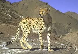 فنس‌کشی ۱۰۰ کیلومتر جاده مرگ یوزپلنگ در انتظار اعتبار