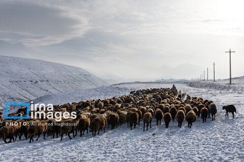 سهند سپیدپوش شد