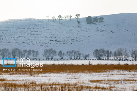 سهند سپیدپوش شد