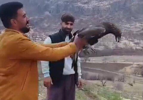 سارگپه زخمی پس از دو ماه تیمار به طبیعت سروآباد بازگشت