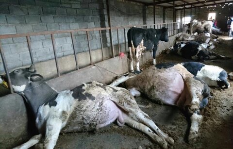 پیگیری قضایی برای کشف علت مسموم‌سازی دام‌ها در بابل آغاز شد