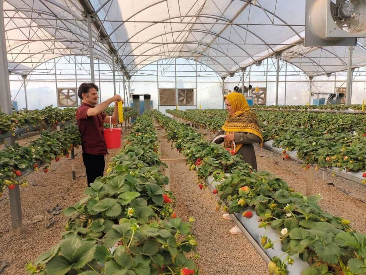 همکاری ستاد اجرایی فرمان امام و سازمان حفاظت محیط‌ زیست برای توسعه مشاغل سبز