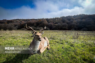 طبیعت زیبای پاییزی جنگل فندقلو نمین