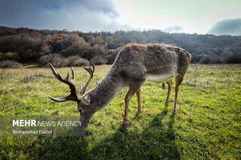 طبیعت زیبای پاییزی جنگل فندقلو نمین