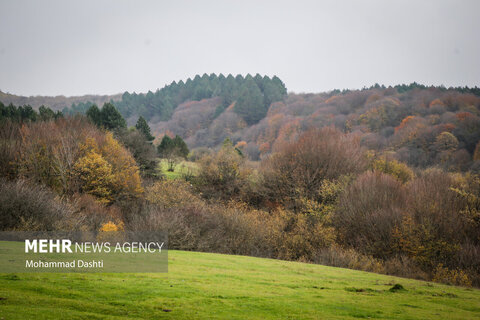 طبیعت زیبای پاییزی جنگل فندقلو نمین
