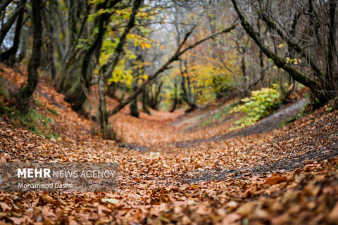 طبیعت زیبای پاییزی جنگل فندقلو نمین