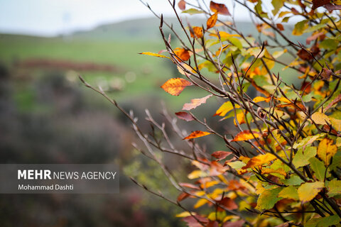 طبیعت زیبای پاییزی جنگل فندقلو نمین