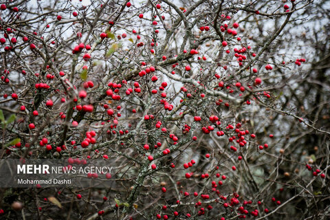 طبیعت زیبای پاییزی جنگل فندقلو نمین
