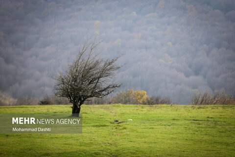 طبیعت زیبای پاییزی جنگل فندقلو نمین