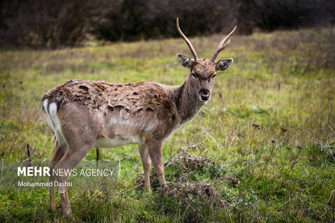 طبیعت زیبای پاییزی جنگل فندقلو نمین