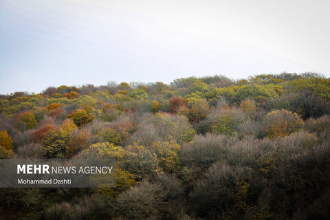 طبیعت زیبای پاییزی جنگل فندقلو نمین
