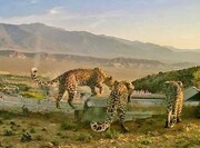 مشاهده ۳ قلاده پلنگ ایرانی در منطقه حفاظت شده بوزین و مرخیل پاوه