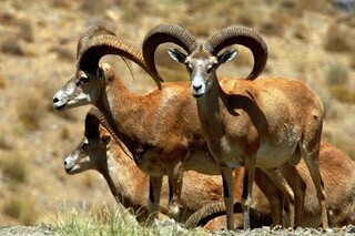 حیات وحش از تب برفکی مصون مانده است