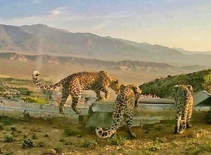 مشاهده ۳ قلاده پلنگ ایرانی در منطقه حفاظت شده بوزین و مرخیل پاوه