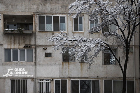 حال و هوای برفی مشهد