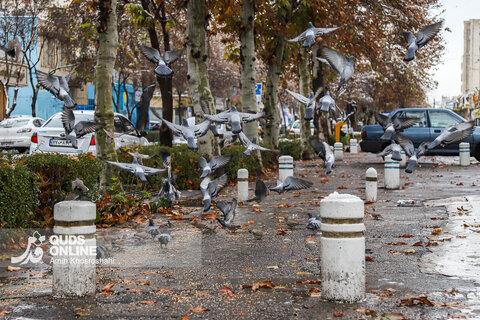 حال و هوای برفی مشهد