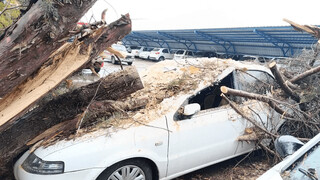 سقوط درخت ۲۰ متری بر روی خودرو