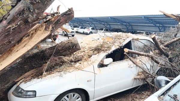 سقوط درخت ۲۰ متری بر روی خودرو