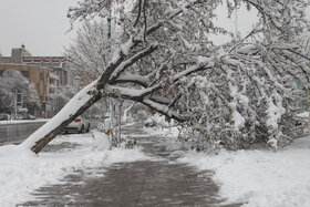 ۲۶۰ حادثه برفی توسط آتش‌نشانان مشهد امدادرسانی شد