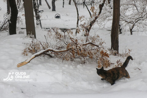 بارش برف کم سابقه در مشهد