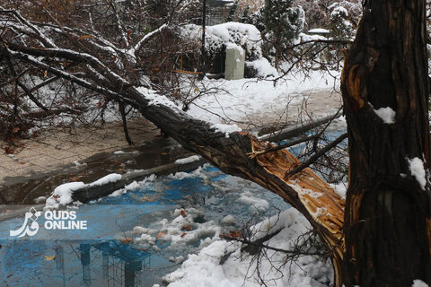 گزارش تصویری | بارش برف کم سابقه در مشهد