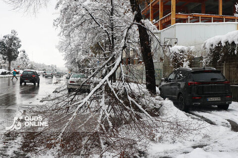 گزارش تصویری | بارش برف کم سابقه در مشهد