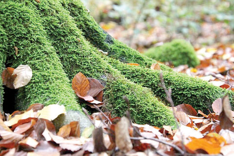 قاچاق «خزه» شیوه جدید سودجویی در جنگل های شمال