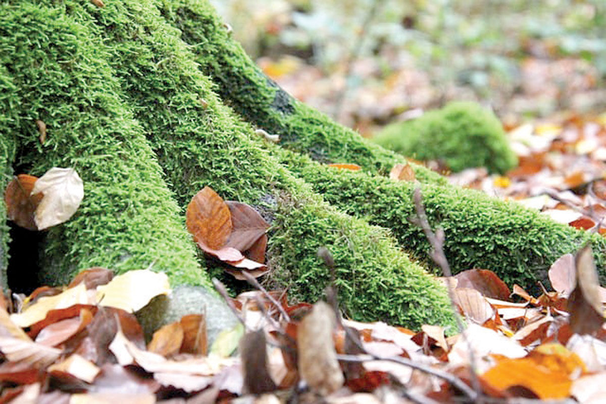 قاچاق «خزه»؛ سودجویی جنگل‌کُش