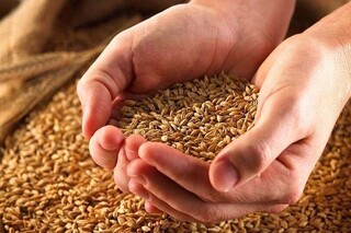 استاد حوزه: اقتصاد اسلامی بدون زکات محقق نمی شود