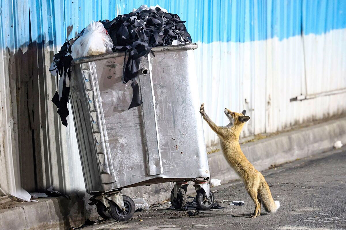 هشدار درباره نزدیک شدن حیات‌وحش به مناطق مسکونی با سرد شدن هوا