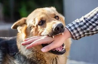 آغاز تزریق ۱۳ هزار واکسن هاری در خراسان‌شمالی