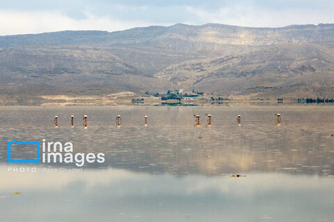 تولد دوباره دریاچه مهارلو؛ بازگشت فلامینگوها با بارش‌های پاییزی